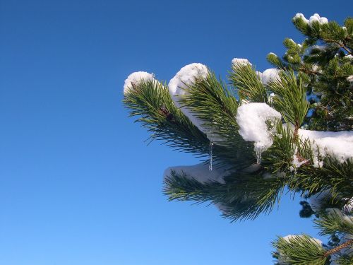 snow branch pine