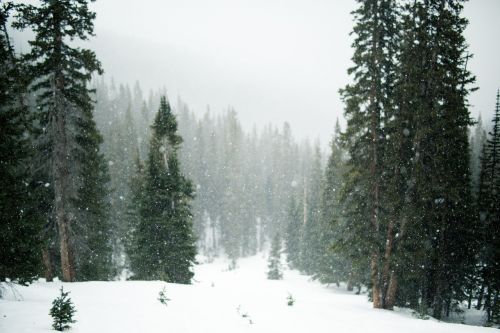 snow snowing trees