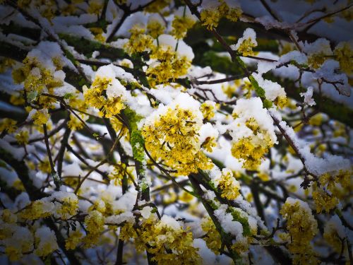 snow flower winter