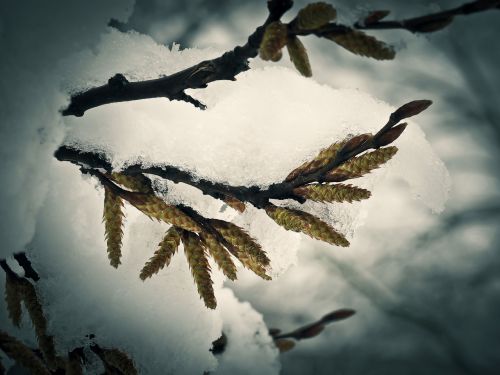 snow flower winter