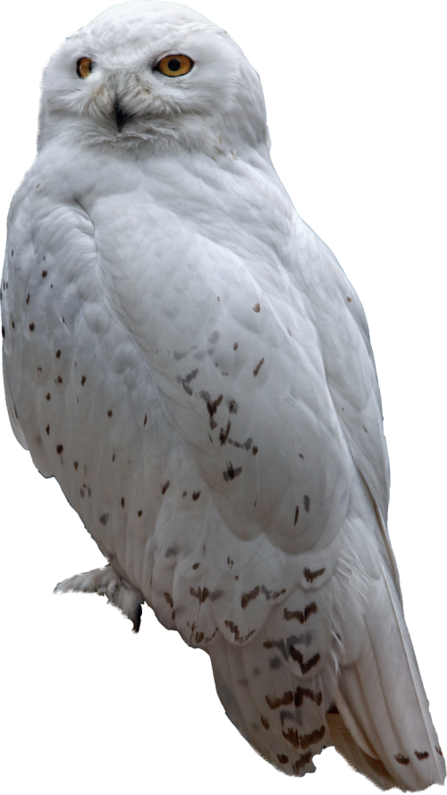 snow owl winter