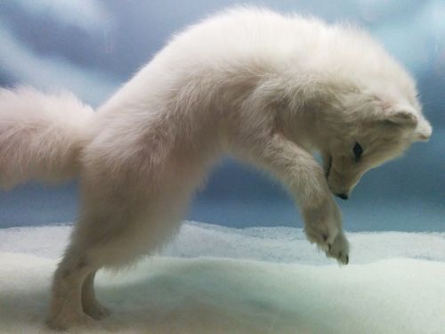snow fox jumping