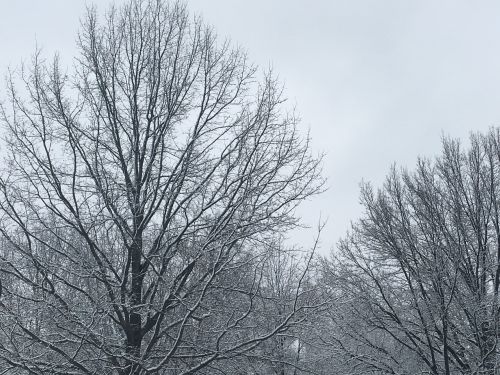 snow trees sky