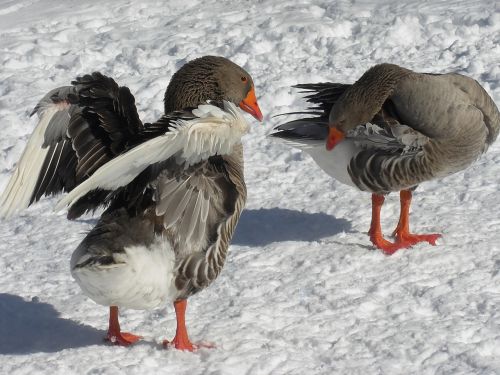 snow winter geese