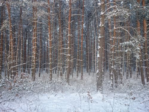 snow forest winter