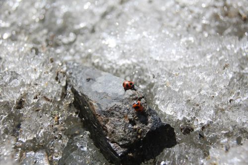 snow ladybug beetle