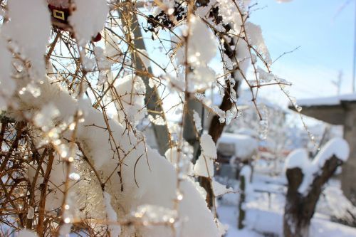 snow tree winter