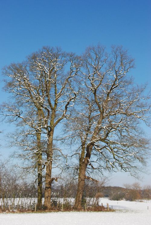 snow winter tree