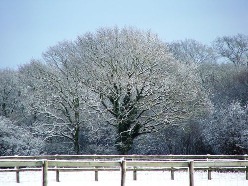 snow tree kent