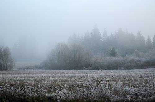 oregon snow frost
