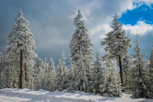 tree snow nature