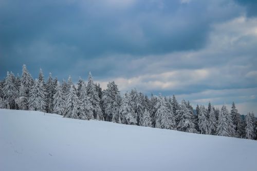 snow tree nature