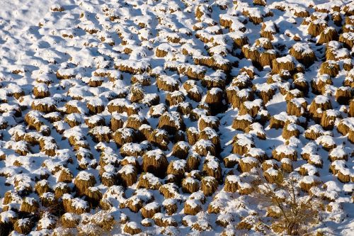 snow meadow winter