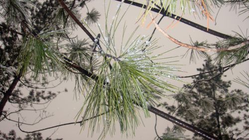 snow pine north-east