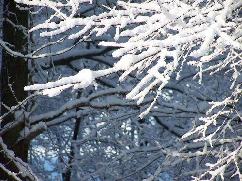 snow trees nature