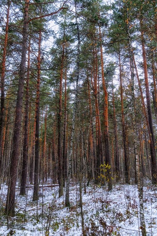 snow forest winter