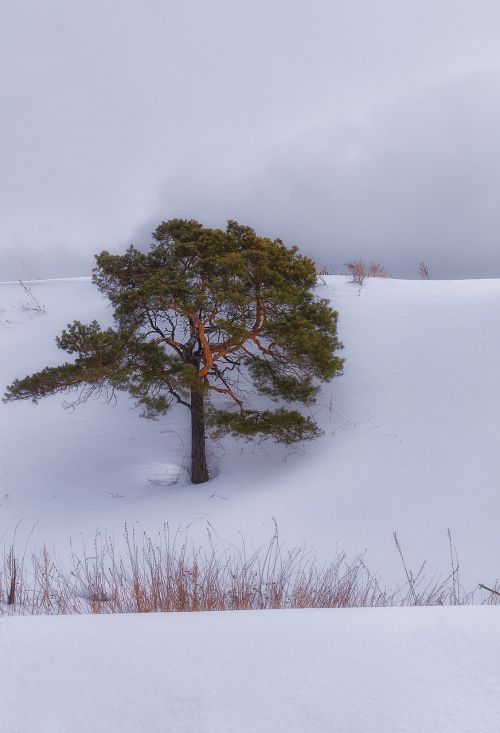 snow pine cloud