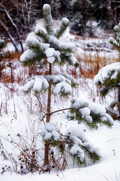 snow pine lonely