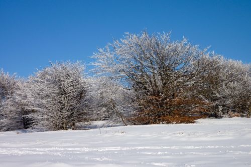 snow snowfall trees
