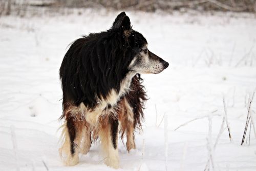 snow winter dog