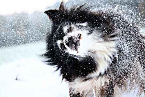 snow dog border