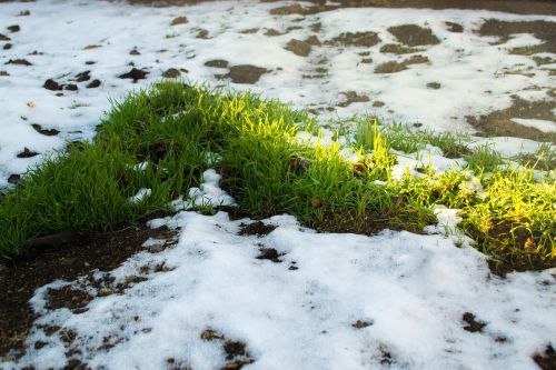 snow grass spring