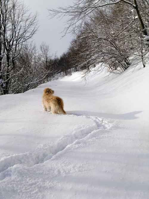 snow forest wolf