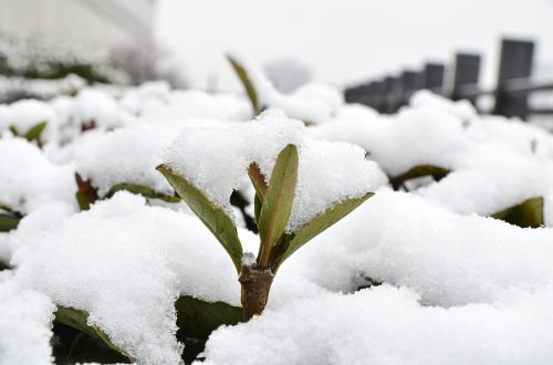 snow winter plant