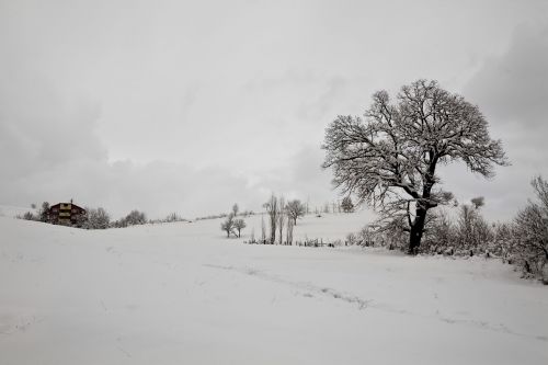 snow winter tree