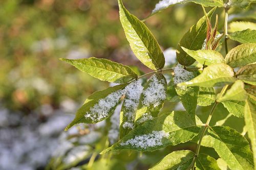 snow elderberry leaves lightly snowing