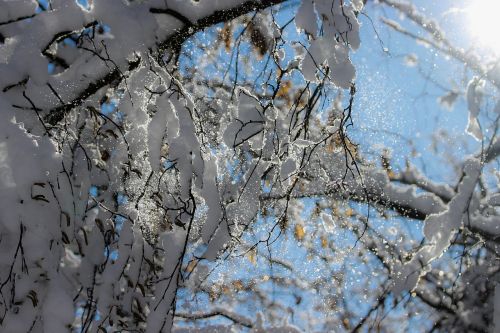 snow bowl snowy branch