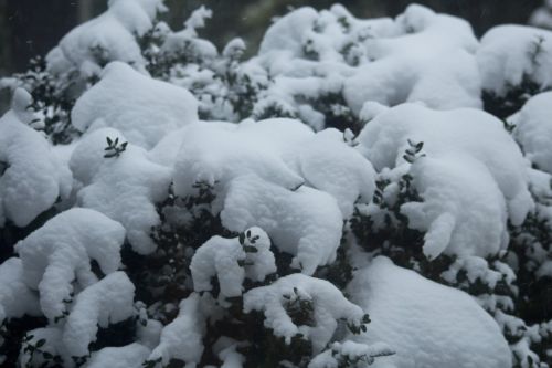 snow winter branches