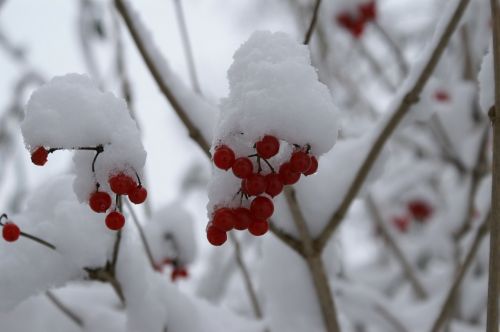 snow berries red