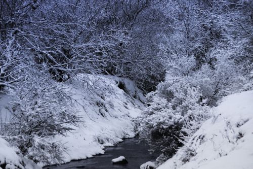 snow tree creek