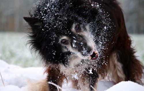 snow dog border
