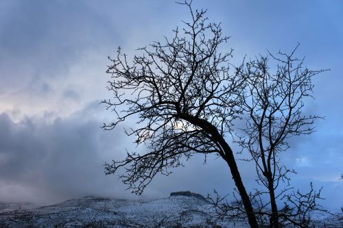 snow winter landscape tree