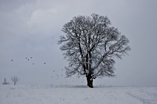 snow winter tree