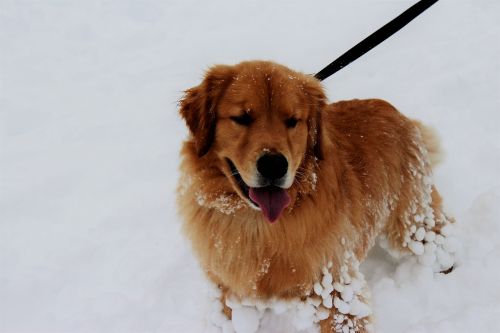 snow dog pet