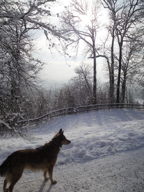 snow wintry dog