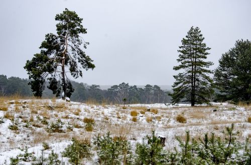 snow heide trees