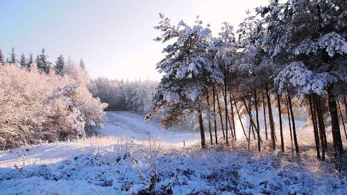 snow forest winter landscape