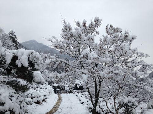 snow snow flower wood