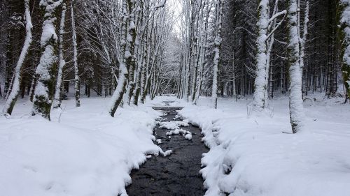snow white winter landscape