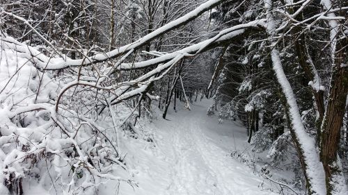 snow white winter landscape