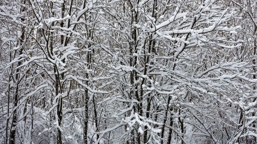 snow white winter landscape