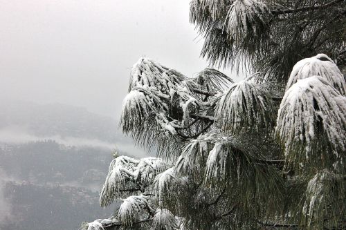 snow tree shimla