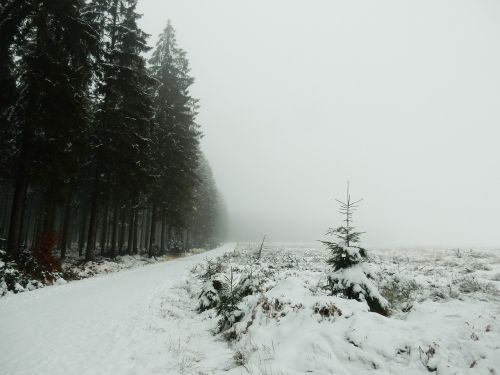snow forest coniferous trees