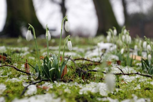 snow grass flower