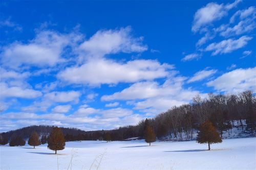 snow field trees