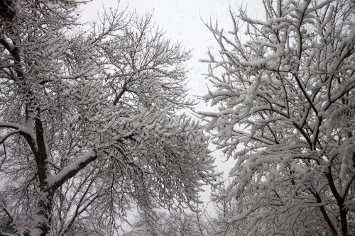 snow trees winter